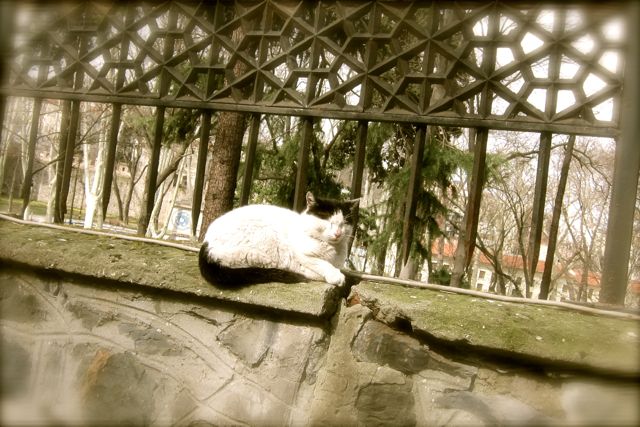 Katze-in-Istanbul